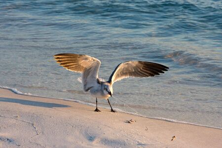 A seagull's beak is entangled in monofilament fishing line with hooks and bait attached.の写真素材