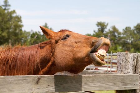 Bay horse by a fence whinnying and showing its teeth.の写真素材