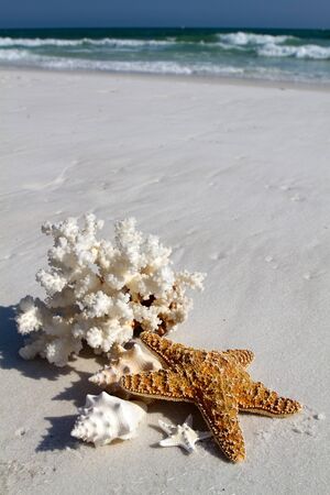 Collection of shells, coral and starfish sit on the beach with a background of blue water and breaking waves of foam on the beach at Destin, Florida.の写真素材