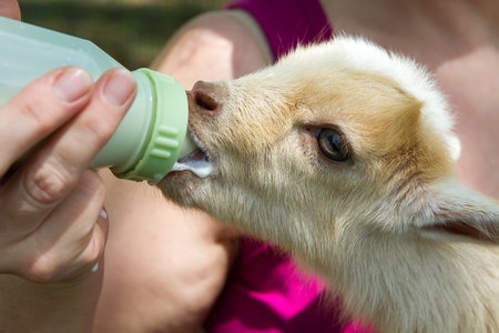 Goat farmer bottle feeds milk to a baby goat by hand.の写真素材