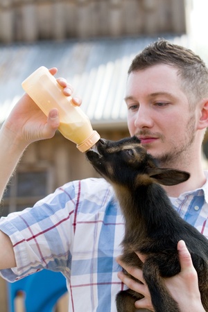 Man bottle feeds a baby Nigerian Dwarf Dairy Goat kid on a farm.の写真素材