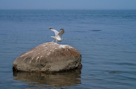 A seagull flying up from a rockの写真素材