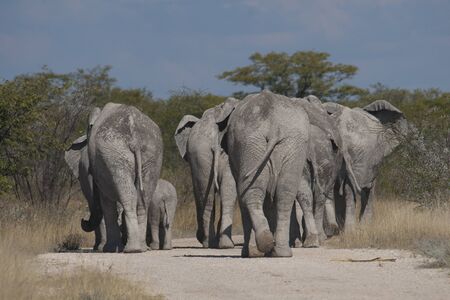 elefants on the roadの写真素材