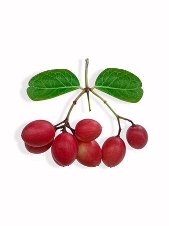 Carissa carandas Linn or Bengal currants, Karanda ,Carunda ,Karonda ,Koromcha fruits isolated on white backgroundの写真素材