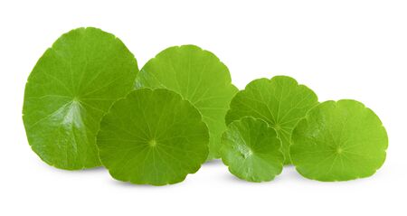 Asiatic Leaf Herb gotu kola, indian pennywort, centella asiatica, tropical herb isolated on white background. ayurveda herbal medicine inhibited or slowed growth of cancer cells Help prevent cancerの写真素材