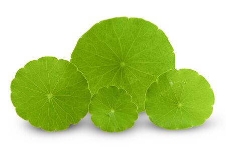 Gotu kola isolated on white background の写真素材