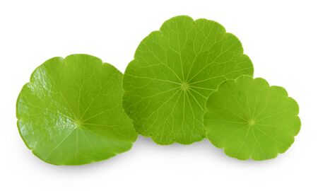 Asiatic Leaf Herb gotu kola, indian pennywort, centella asiatica, tropical herb isolated on white background. ayurveda herbal medicine inhibited or slowed growth of cancer cells Help prevent cancerの写真素材