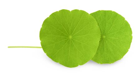 Indian pennywort (Centella asiatica (L.) Urban.) brain tonic herbal plant.の写真素材