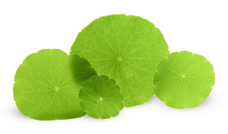 Asiatic Leaf Herb gotu kola, indian pennywort, centella asiatica, tropical herb isolated on white background. ayurveda herbal medicine inhibited or slowed growth of cancer cells Help prevent cancerの写真素材