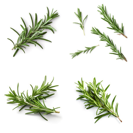 Fresh rosemary green leaves from organic farm isolated on white background Generative AI Illustration.の素材