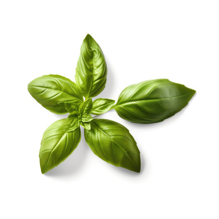 Fresh basil green leaves organic farm isolated on white background Generative AI Illustration.の素材
