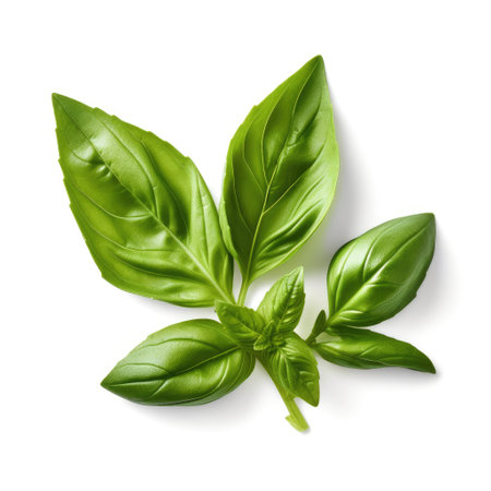 Fresh basil green leaves organic farm isolated on white background Generative AI Illustration.の素材