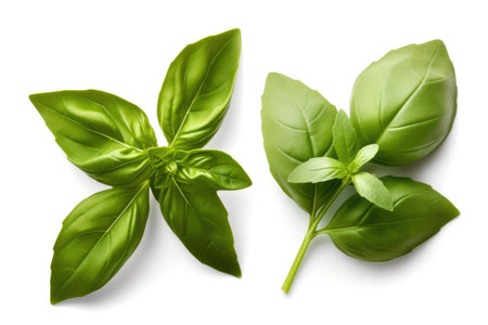 Fresh basil green leaves organic farm isolated on white background Generative AI Illustration.の素材