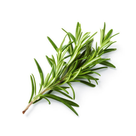 Fresh rosemary green leaves from organic farm isolated on white background Generative AI Illustration.の素材