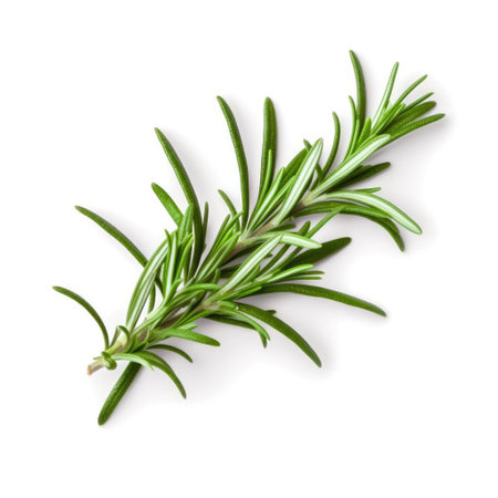 Fresh rosemary green leaves from organic farm isolated on white background Generative AI Illustration.の素材
