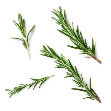 Fresh rosemary green leaves from organic farm isolated on white background Generative AI Illustration.の素材