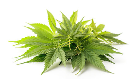 Cannabis hemp plant leaves with white background Generative AI Illustration.の素材