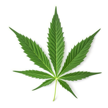 Cannabis hemp plant leaf with white background Generative AI Illustration.の素材