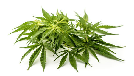 Cannabis hemp plant leaves with white background Generative AI Illustration.の素材