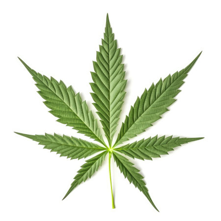 Cannabis hemp plant leaf with white background Generative AI Illustration.の素材