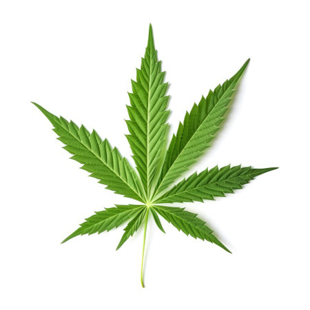 Cannabis hemp plant leaf with white background Generative AI Illustration.の素材