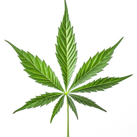 Cannabis hemp plant leaf with white background Generative AI Illustration.の素材
