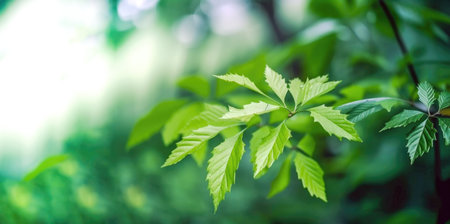 Background with nature environment with green leaves and blurred effect Generative AI Illustration.の素材