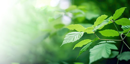 Background with nature environment with green leaves and blurred effect Generative AI Illustration.の素材