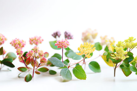 White background with several small and natural delicate leaves and spring flowers Generative AI Illustration.の素材