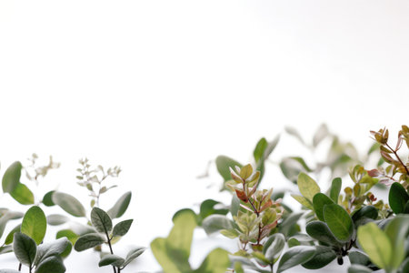 White background with several small and natural delicate green leaves Generative AI Illustration.の素材