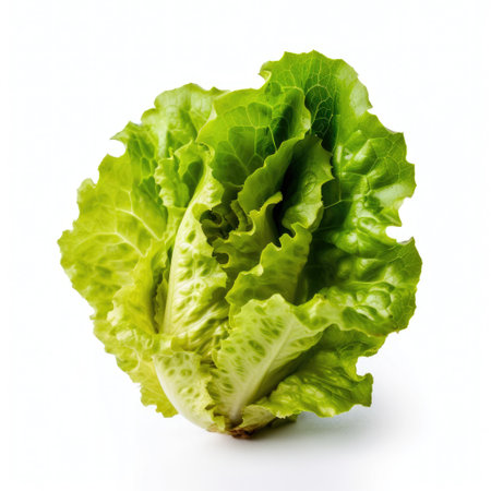 Fresh green lettuce ingredient for cooking isolated with a white background Generative AI Illustration.の素材