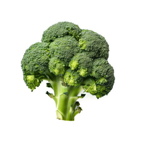 Organic fresh raw broccoli ingredient for cooking recipe on white background Generative AI Illustration.の素材