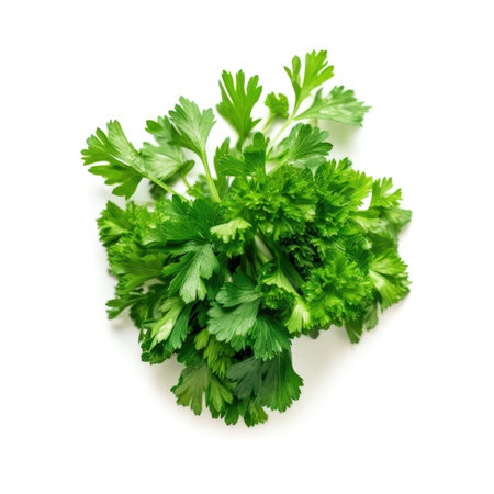Top view of a bunch of a fresh organic coriander ingredient for cooking with white background Generative AI Illustration.の素材