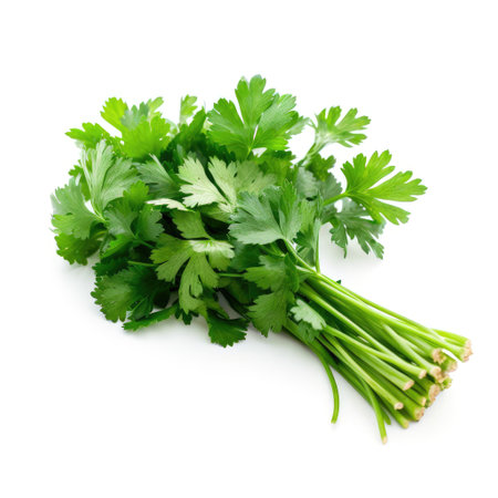 Bunch of fresh raw parsley ingredient for cooking with white background Generative AI Illustration.の素材