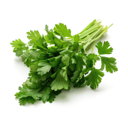 Bunch of a organic raw fresh parsley ingredient for cooking with white background Generative AI Illustration.の素材