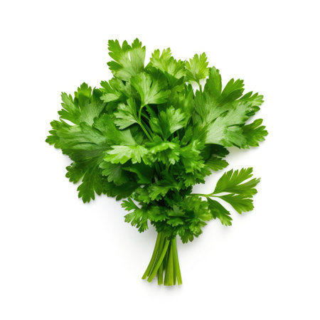 Bunch of a fresh organic coriander ingredient for cooking with white background Generative AI Illustration.の素材