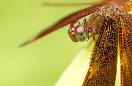 Macro shot of a dragonfly's head as it rests on a leaf.の写真素材