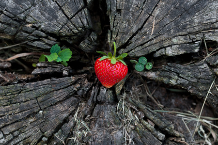 Strawberries lie on a wooden stump, minimalism, in nature.の写真素材