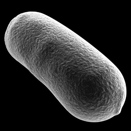 bacullus bacteria cellの写真素材