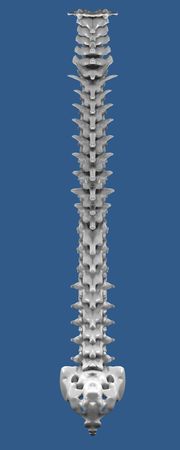 human spine bones front view
