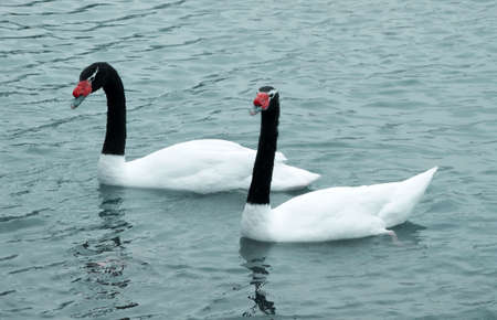 black necked swan couple swimming in the lake waterの写真素材
