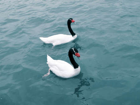 black necked swan couple swimming in the lake waterの写真素材