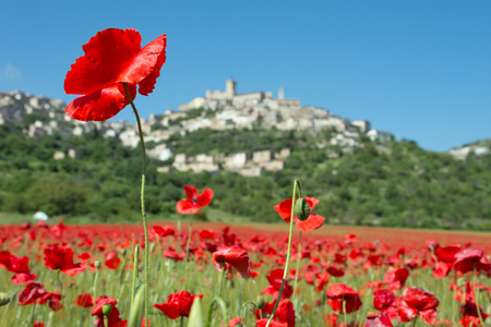 The blooming of the poppies in the town of Capestranoの写真素材