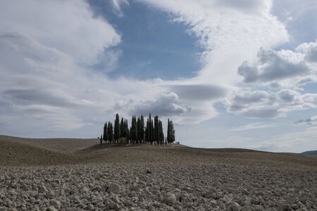 Cypress grove in Val 'd'Orciaの写真素材