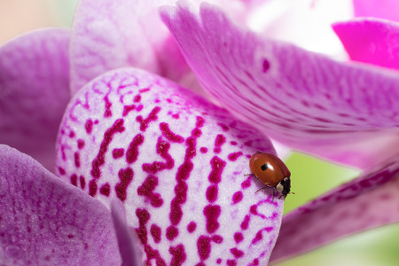 The ladybird and the orchidの写真素材