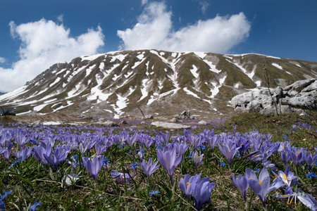 Crocuses at the Pietranzoni lakeの写真素材