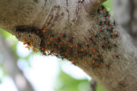 Assassin bugsの写真素材