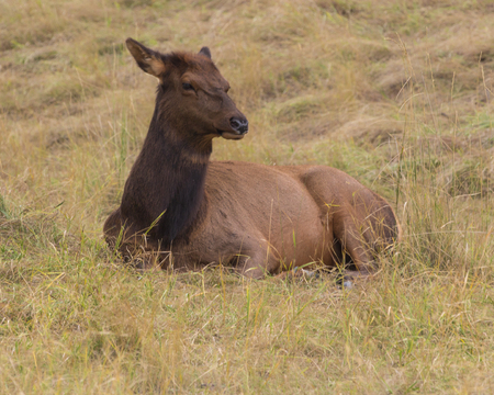 Cow elk resting in the grassland.の写真素材