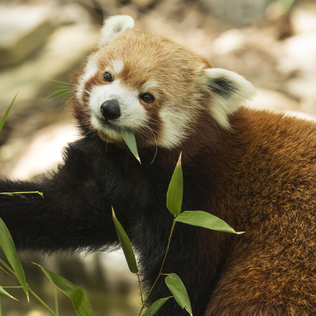 Red Pandaの写真素材
