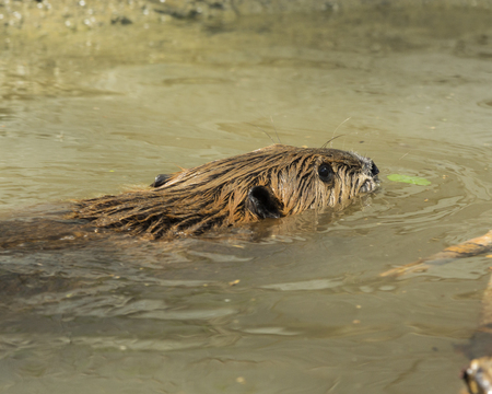 Beaverの写真素材